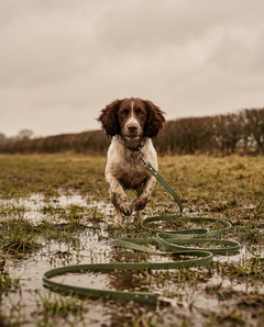 A working cocker spaniel mid-recall trailing a moss-green Biothane long line through a muddy field